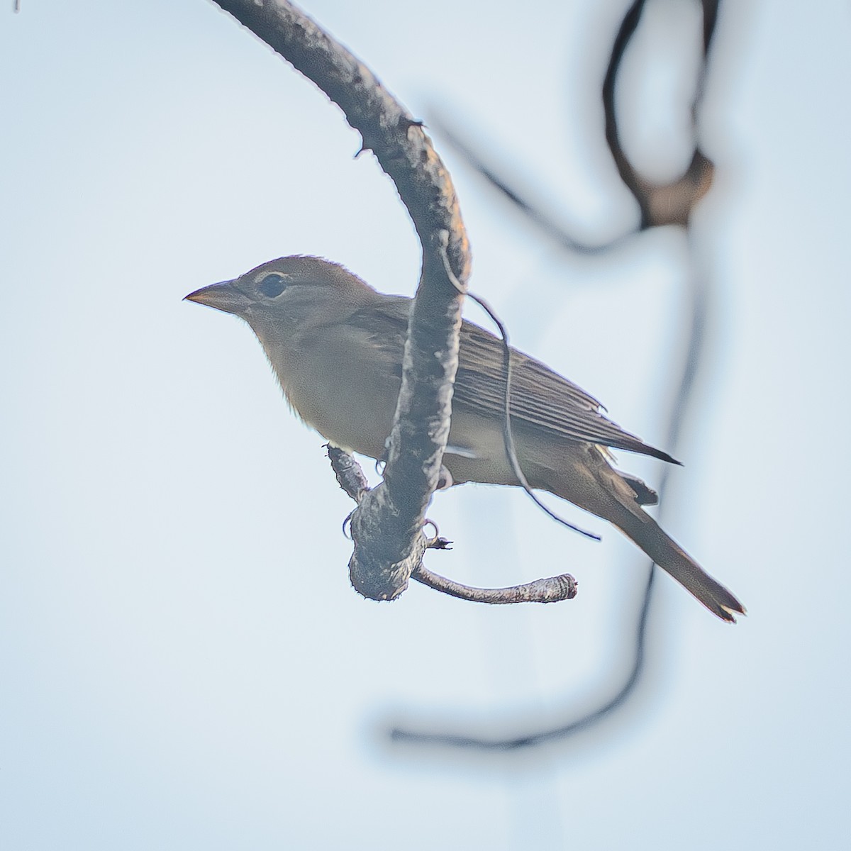 Summer Tanager - ML643575443
