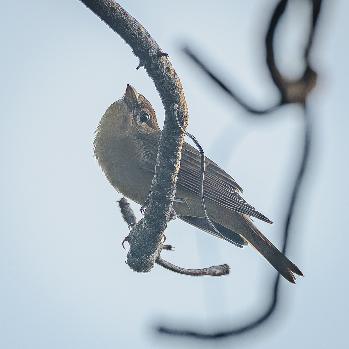 Summer Tanager - ML643575444