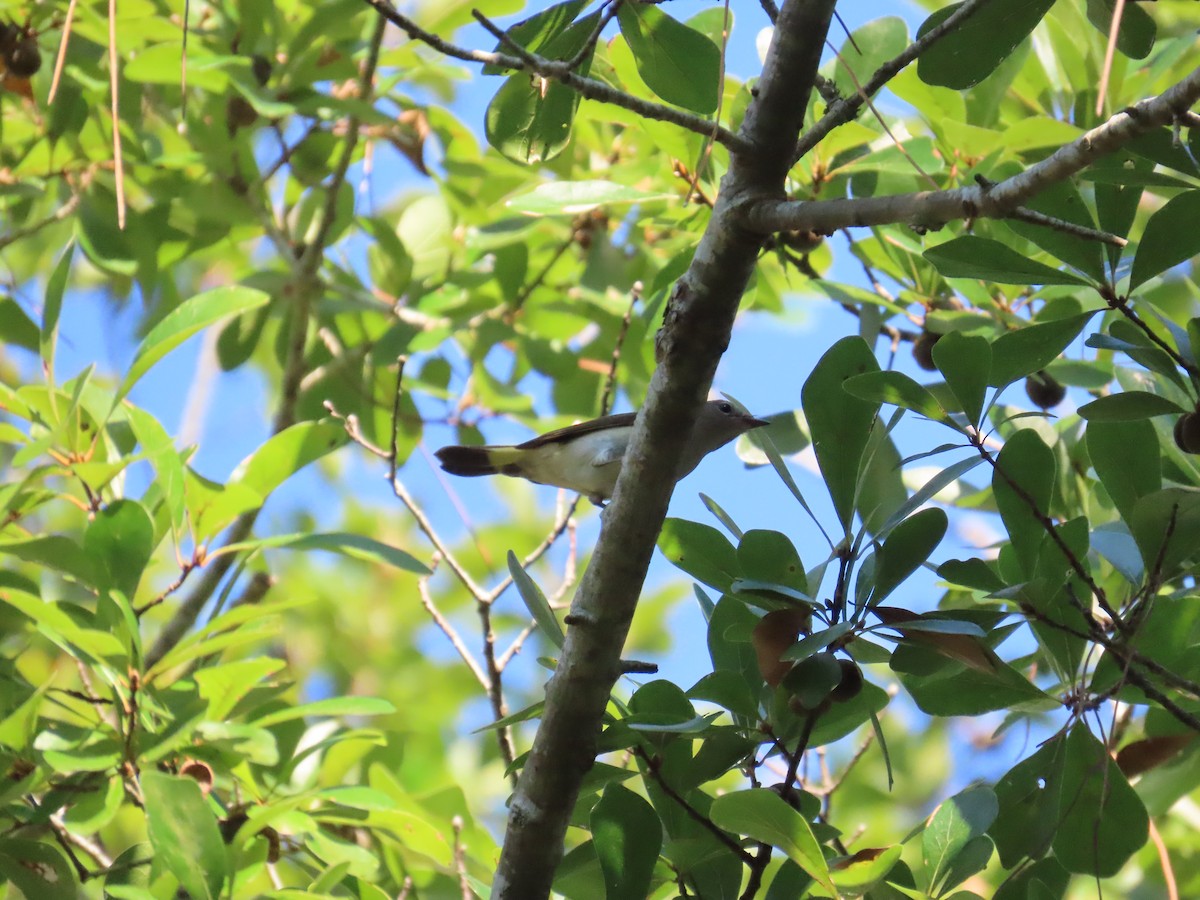 American Redstart - ML643575451