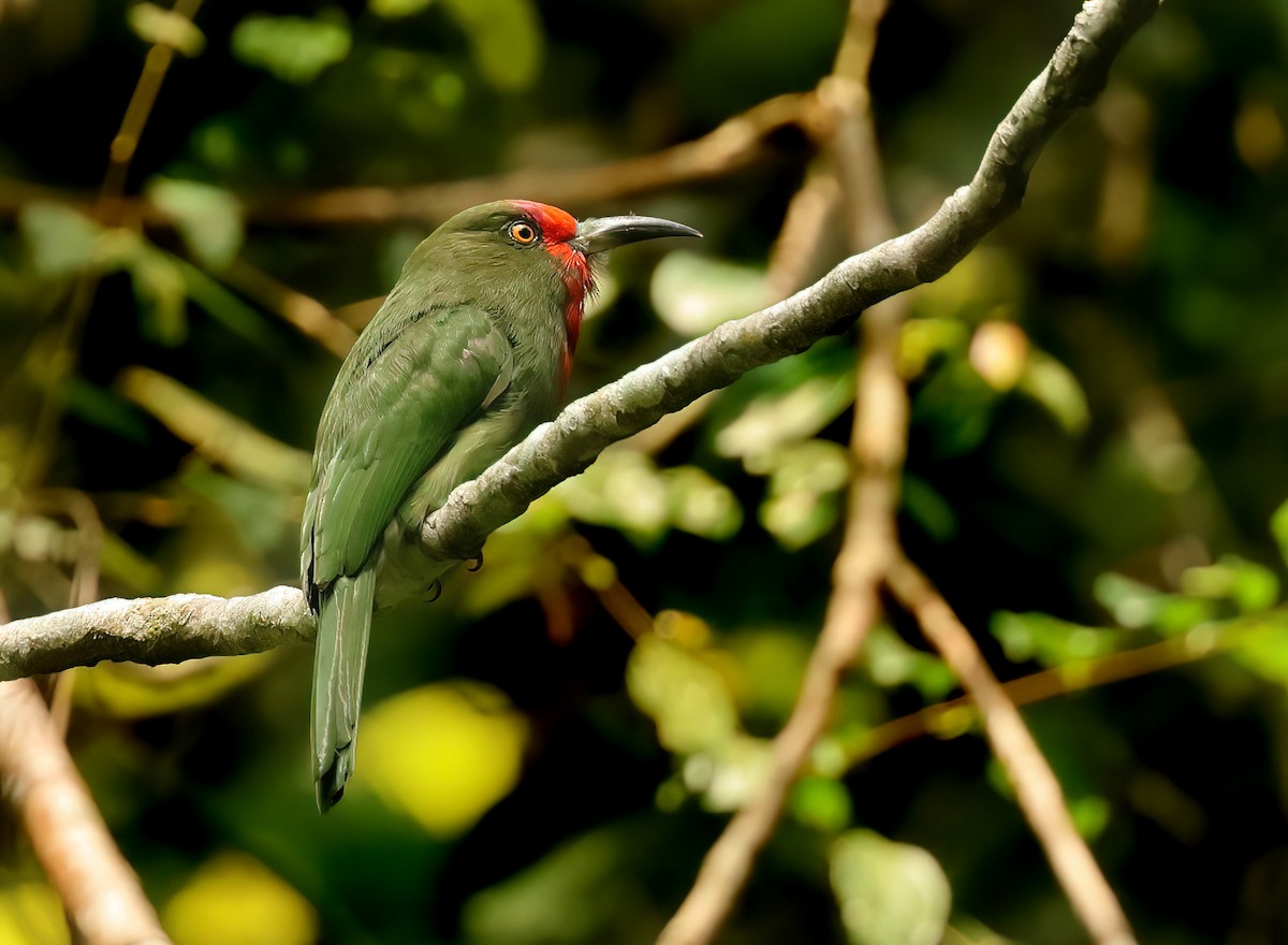 rødskjeggbieter - ML643575453