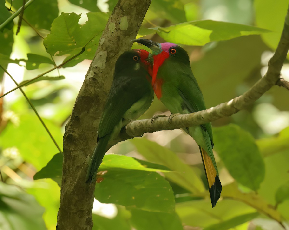 rødskjeggbieter - ML643575454