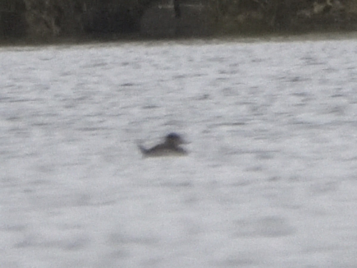 Ruddy Duck - ML643575461