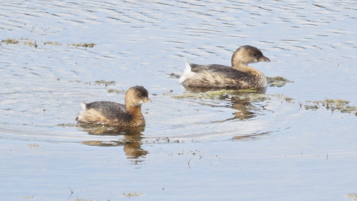 Pied-billed Grebe - ML643575479