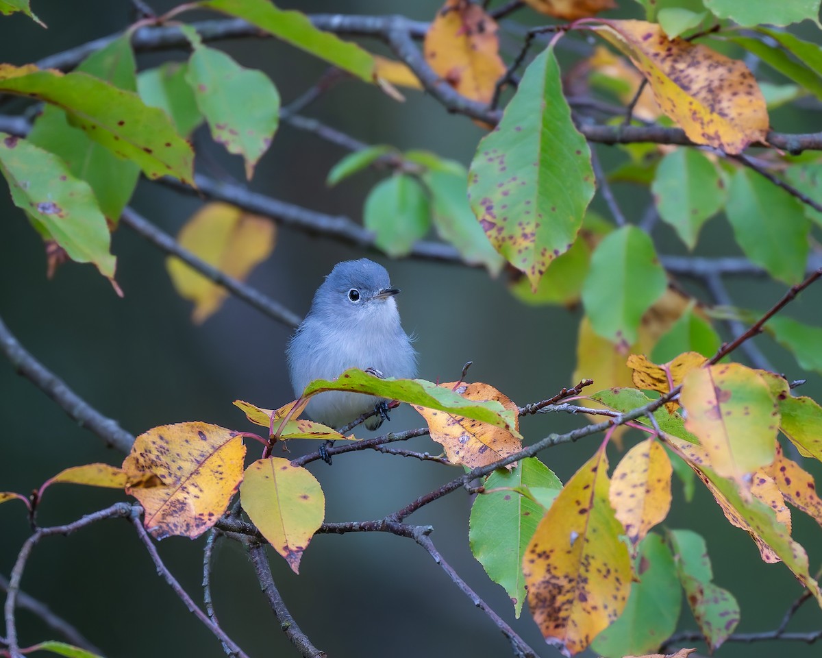 Blue-gray Gnatcatcher - ML643575486