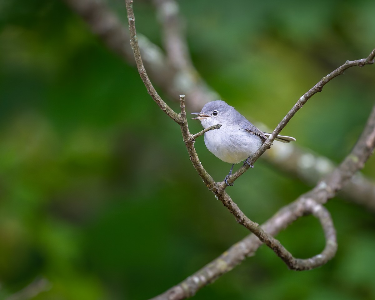 Blue-gray Gnatcatcher - ML643575488