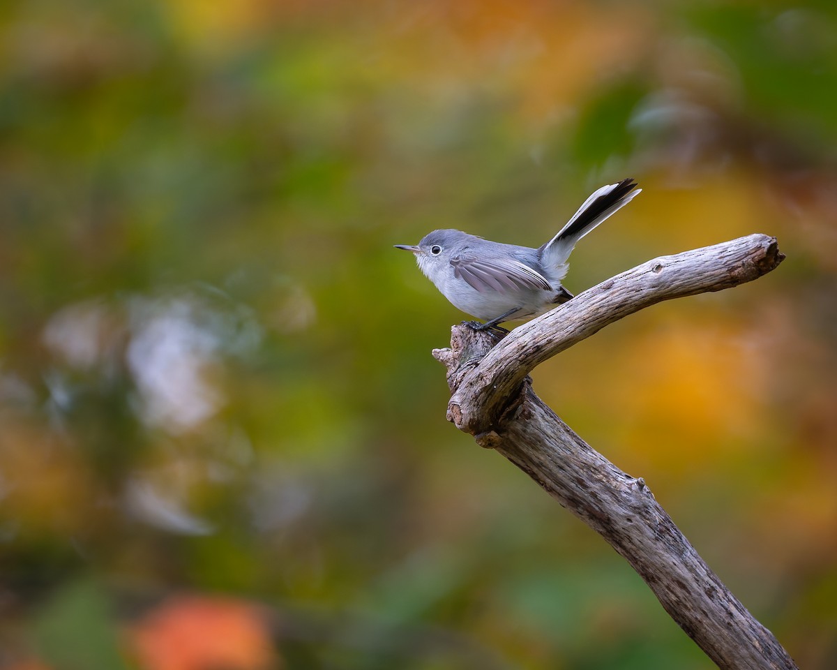 Blue-gray Gnatcatcher - ML643575489