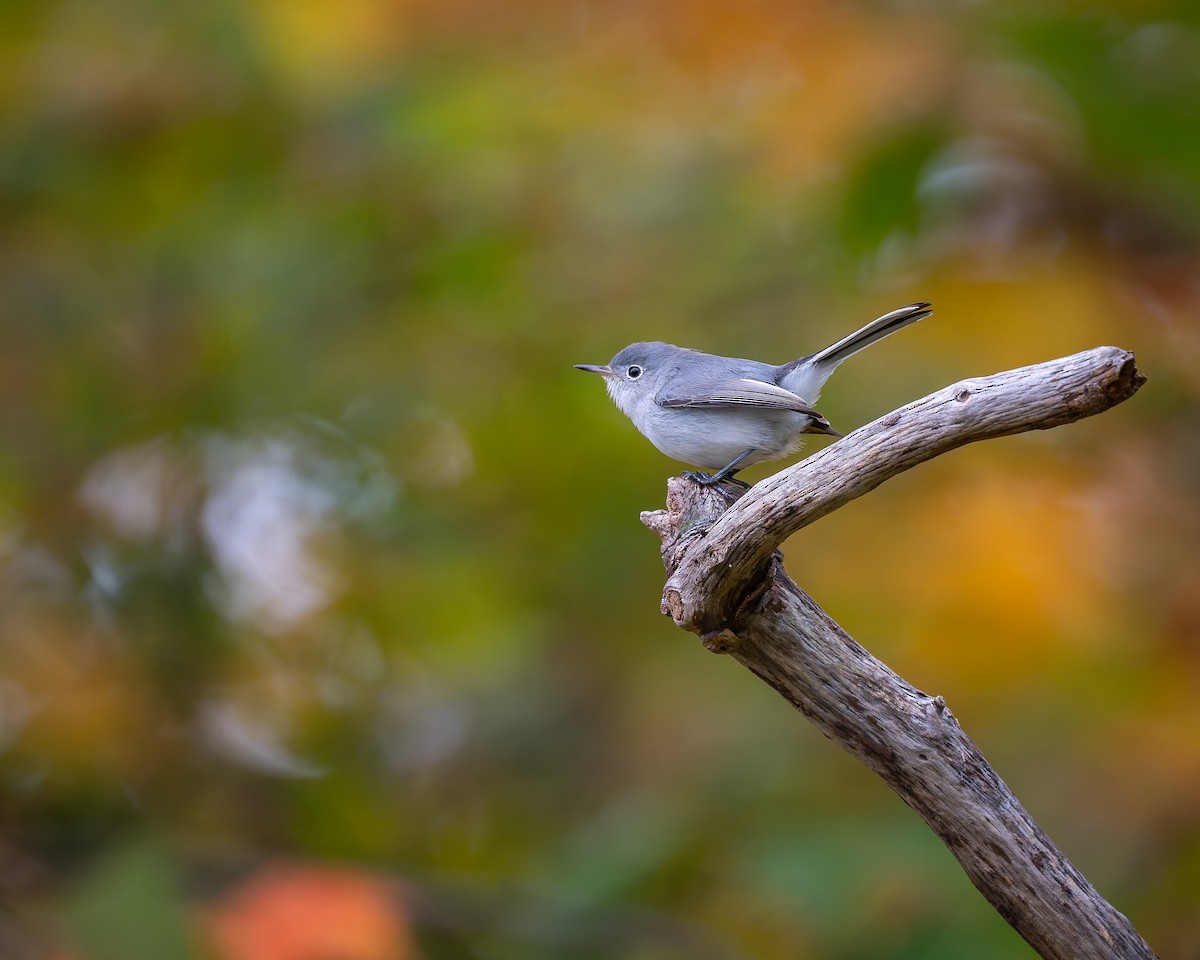Blue-gray Gnatcatcher - ML643575490
