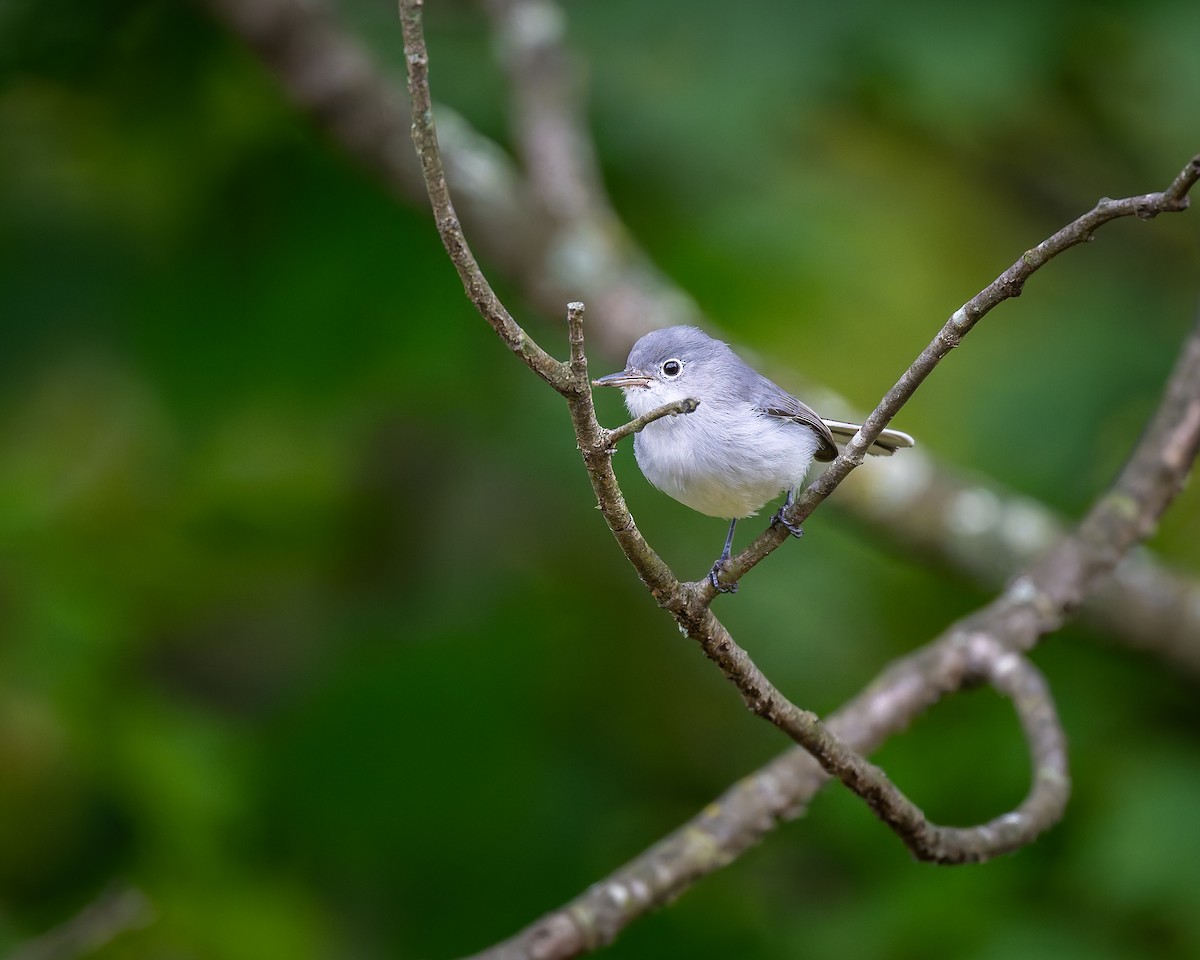Blue-gray Gnatcatcher - ML643575491