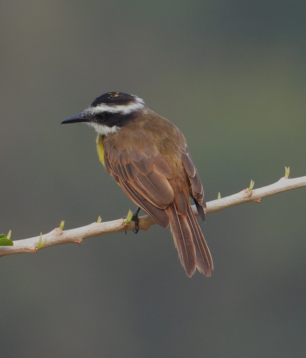Lesser Kiskadee - ML643575495