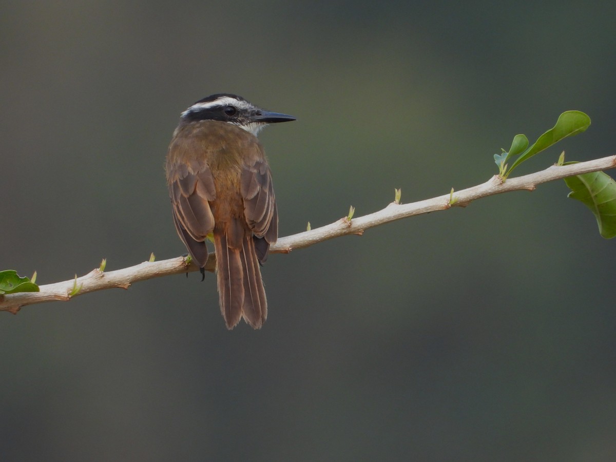 Lesser Kiskadee - ML643575497