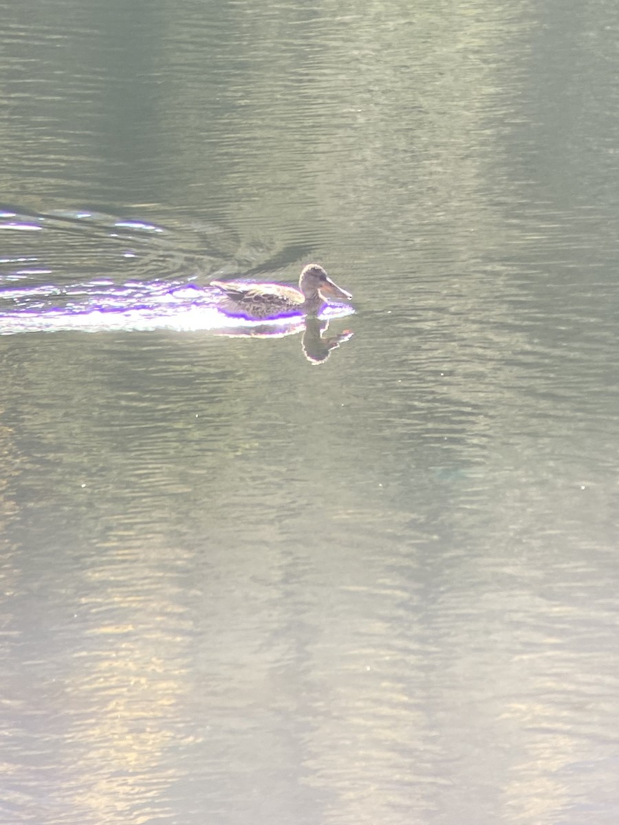Canard souchet - ML643575509