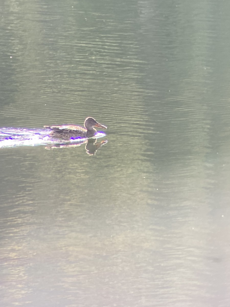 Canard souchet - ML643575510
