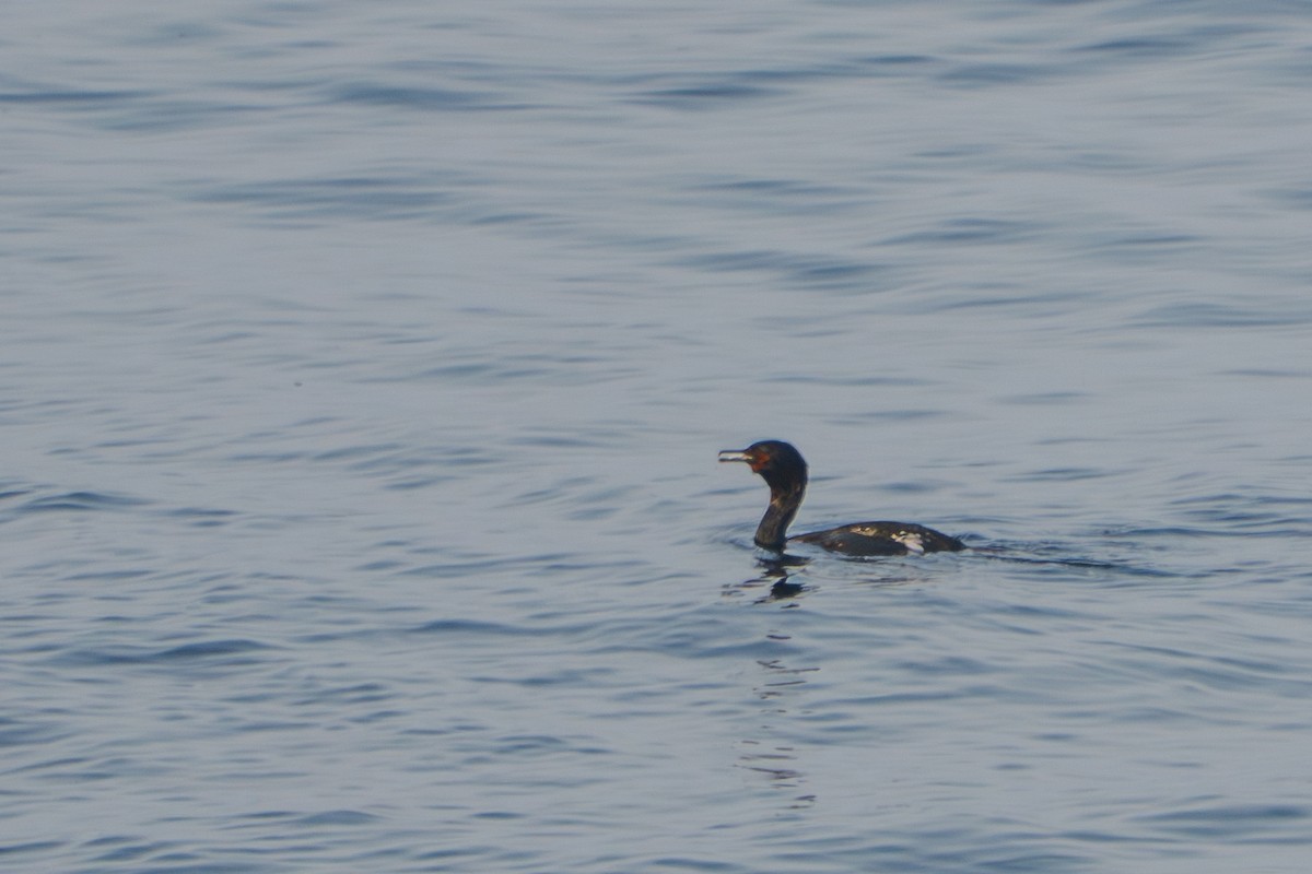 Cormoran pélagique - ML643575521