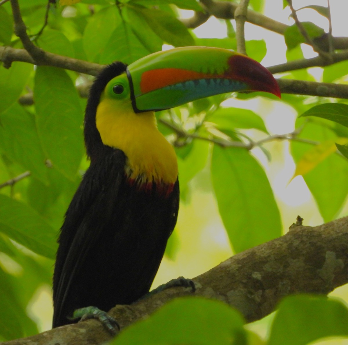 Toucan à carène - ML643575531