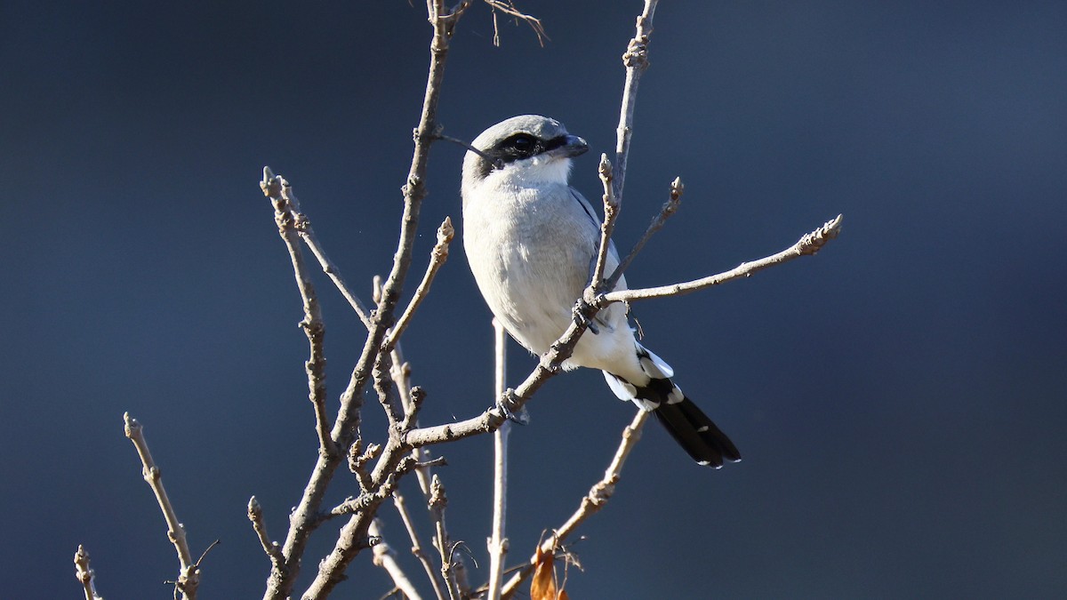 Pie-grièche migratrice - ML643575536