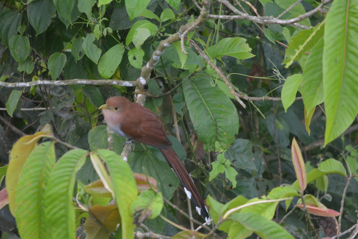 Piaye écureuil - ML643575545