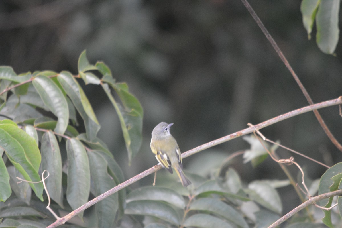 Yellow-winged Flatbill - ML643575549
