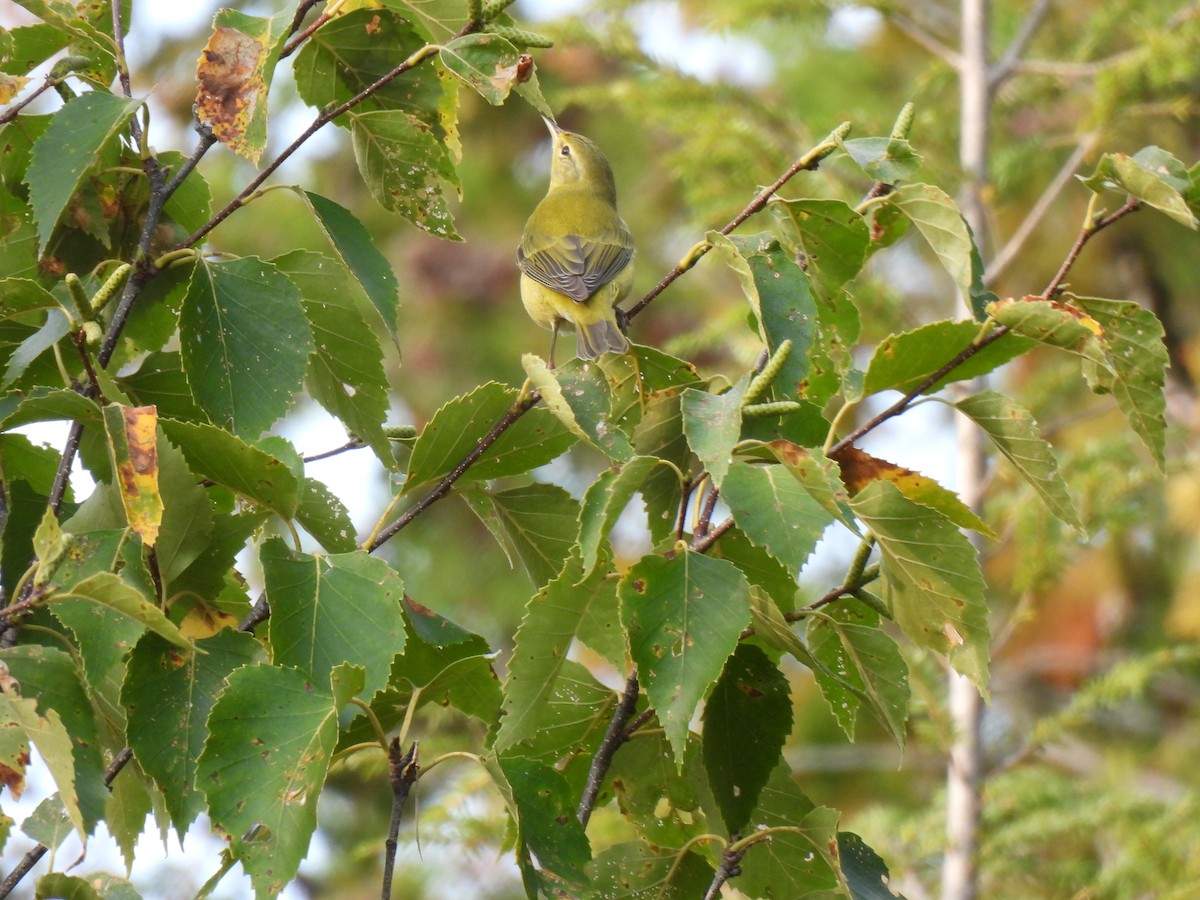 Tennessee Warbler - ML643575552