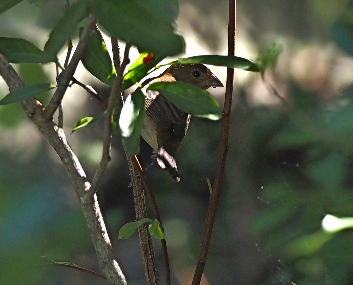 Indigo Bunting - ML643575553