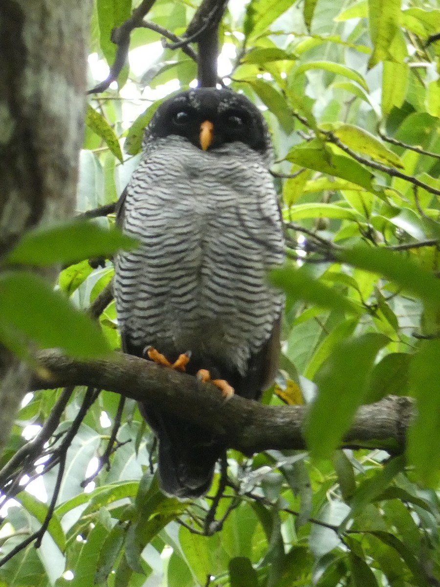 Black-and-white Owl - ML643575558