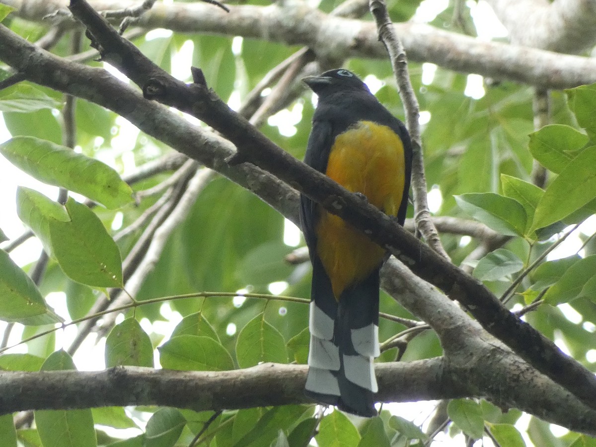 Black-headed Trogon - ML643575560