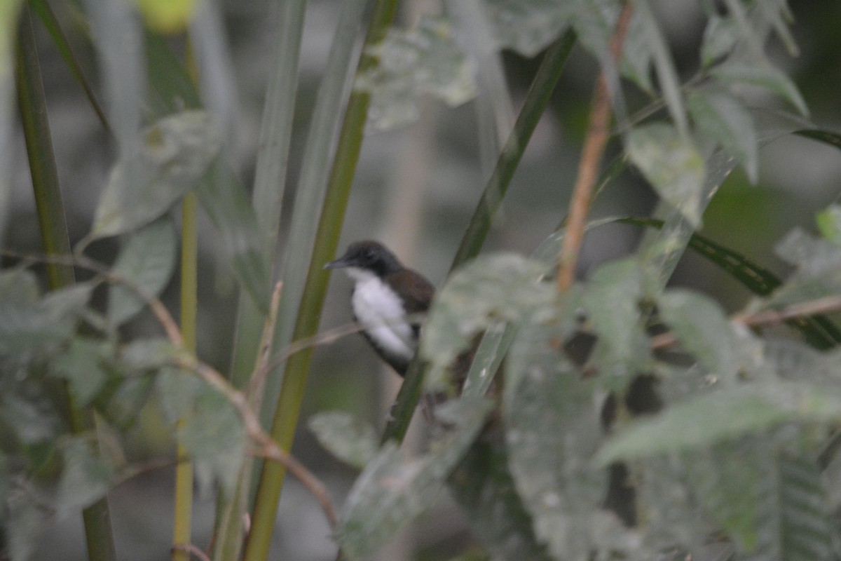 Bicolored Antbird - ML643575592