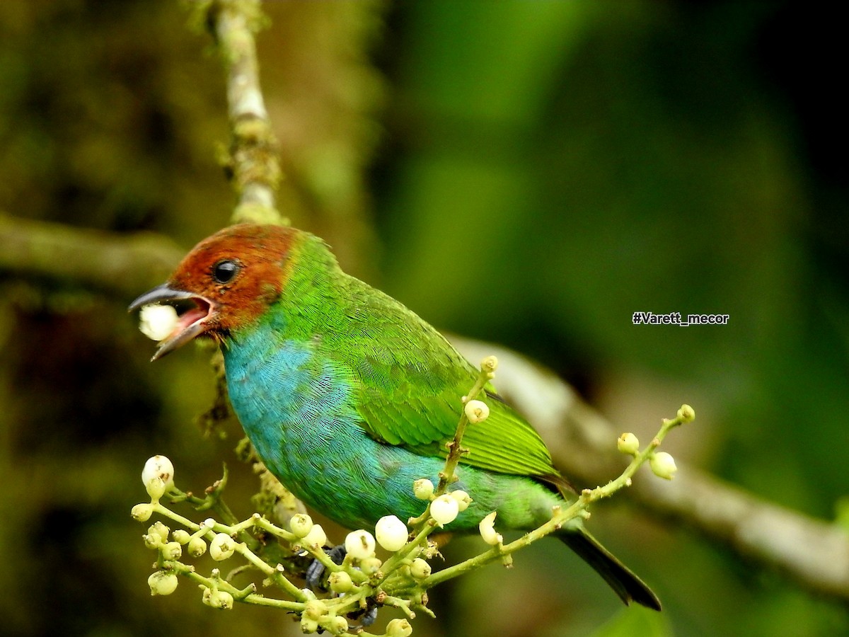 Bay-headed Tanager - ML643575607