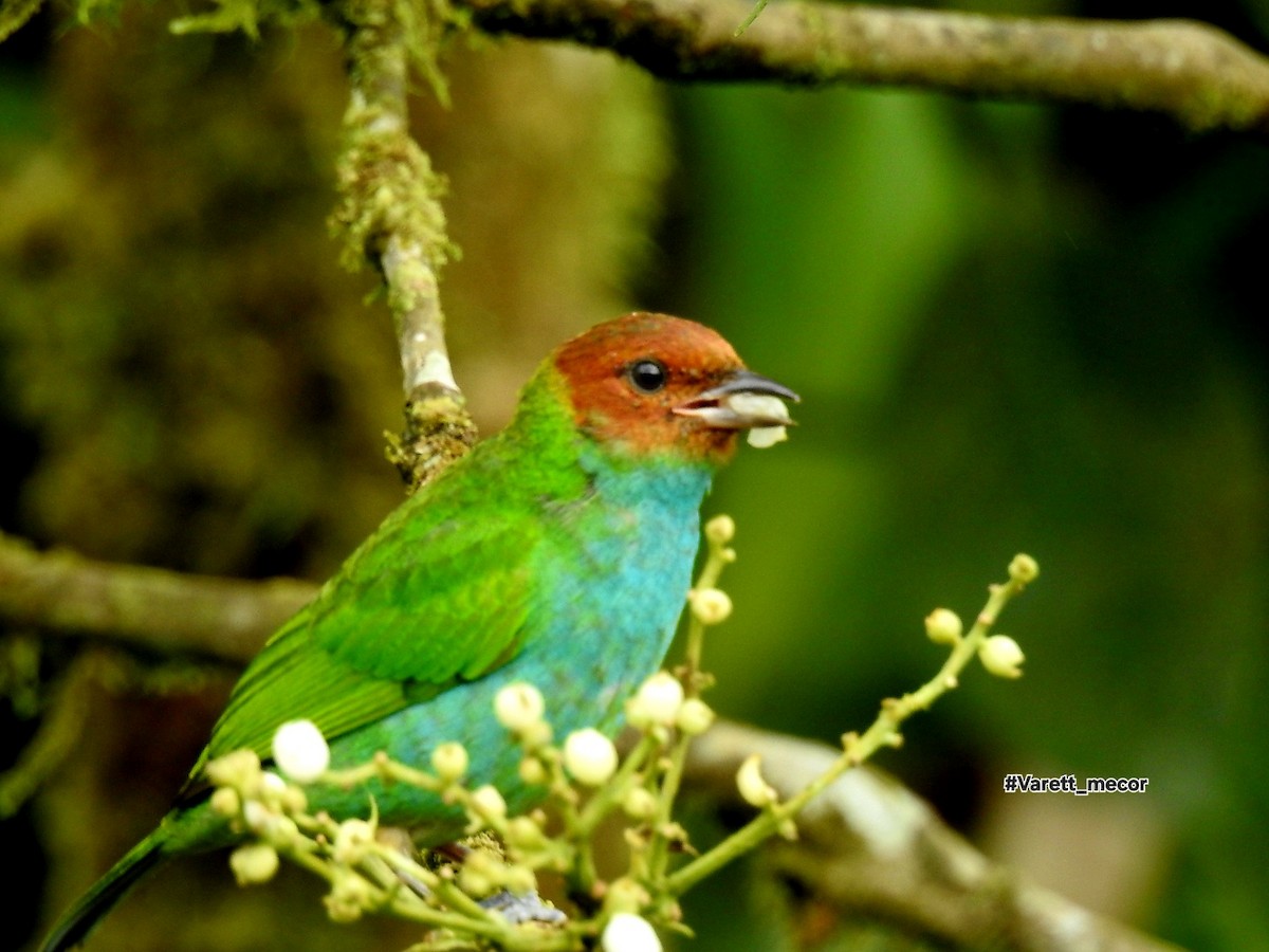 Bay-headed Tanager - ML643575608
