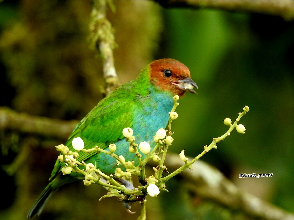 Bay-headed Tanager - ML643575609