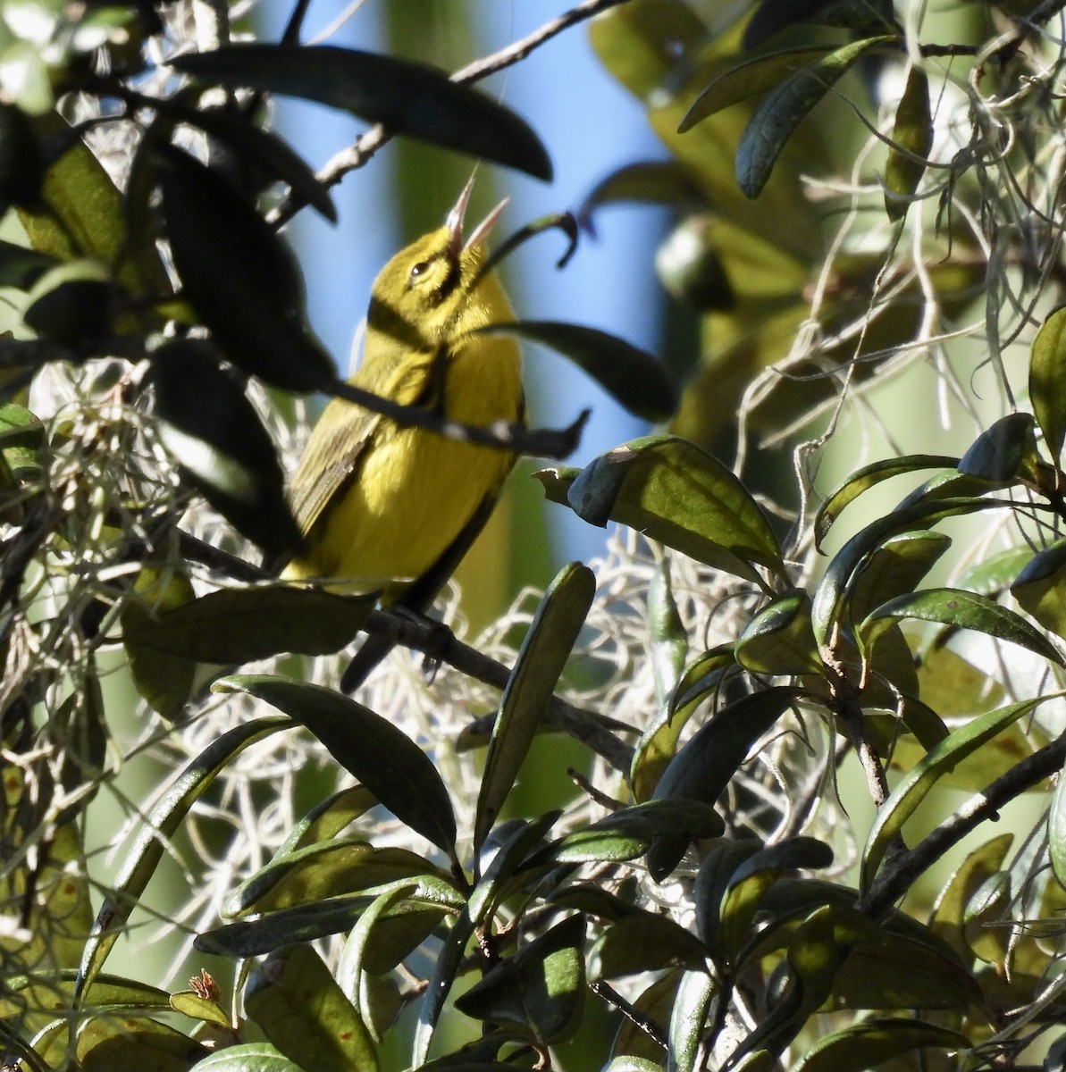 Prairie Warbler - ML643575611