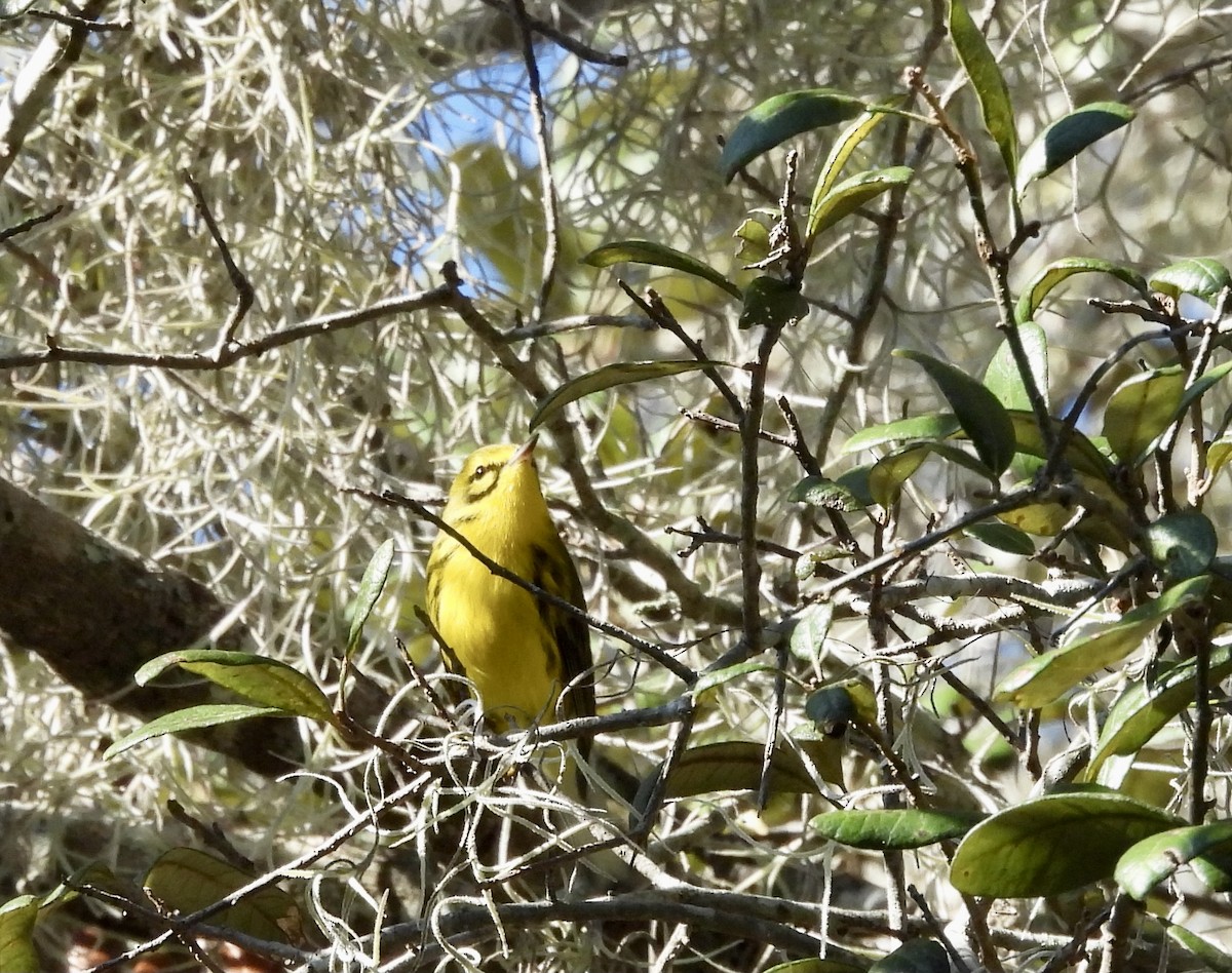 Prairie Warbler - ML643575612