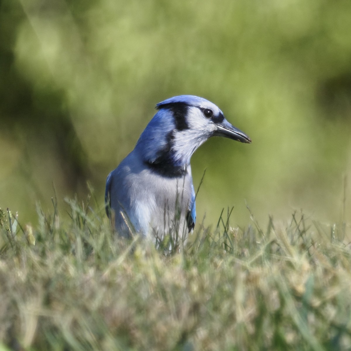 Blue Jay - ML643575614