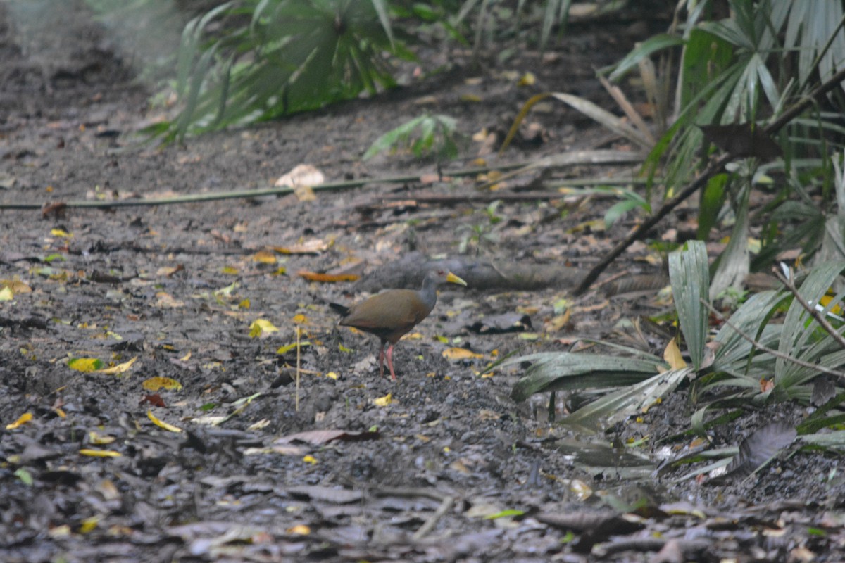 Gray-cowled Wood-Rail - ML643575615