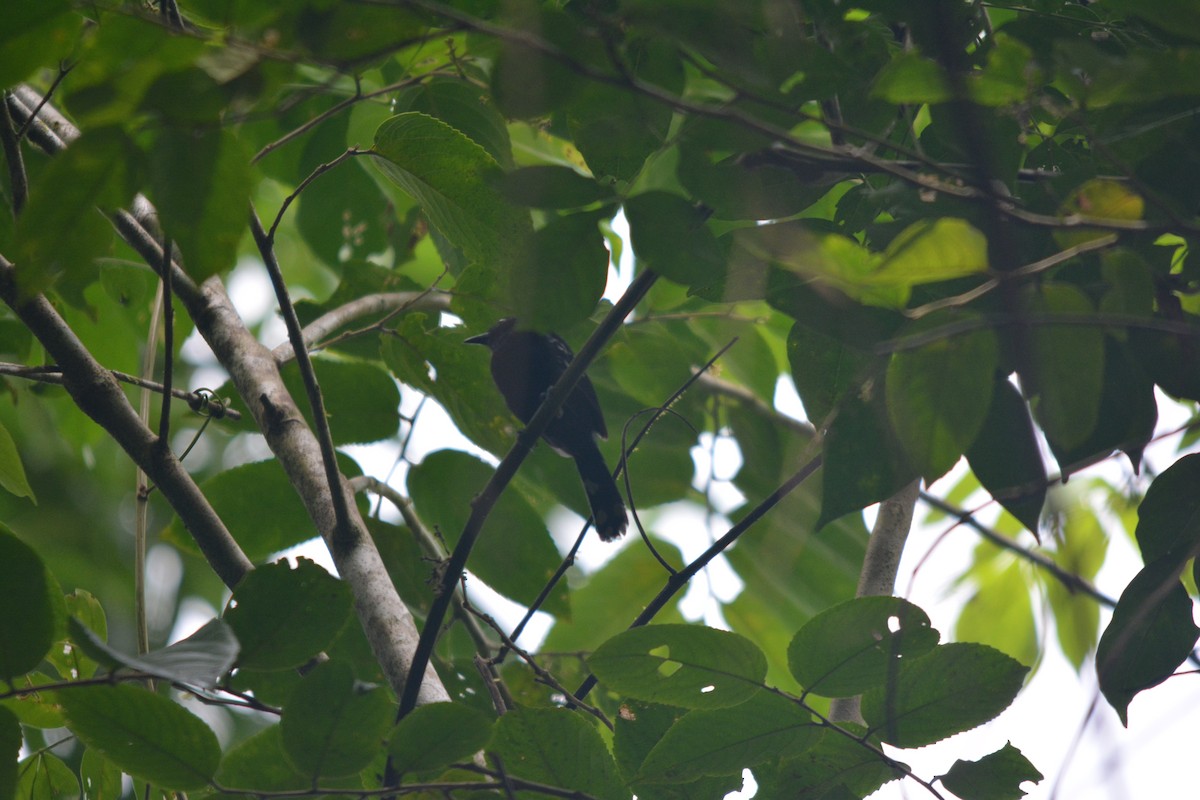 Jet Antbird - ML643575623