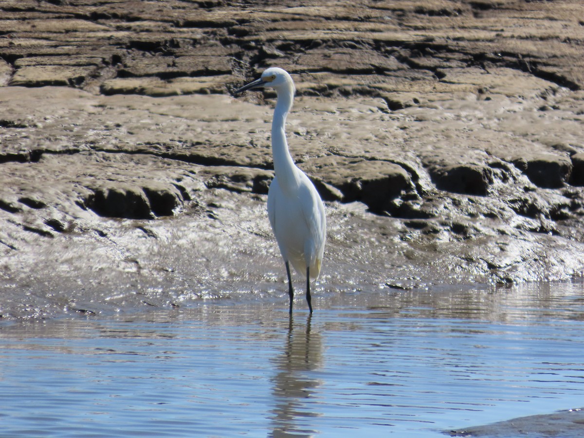Snowy Egret - ML643575627