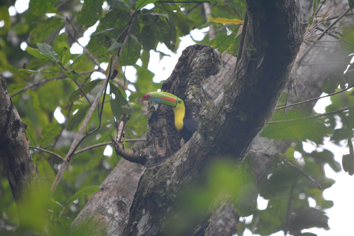 Keel-billed Toucan - ML643575628