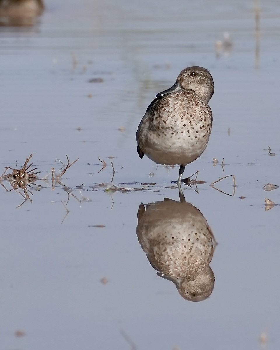 Green-winged Teal - ML643575629