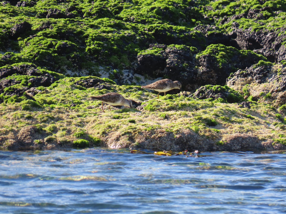 bird sp. - ML643575631