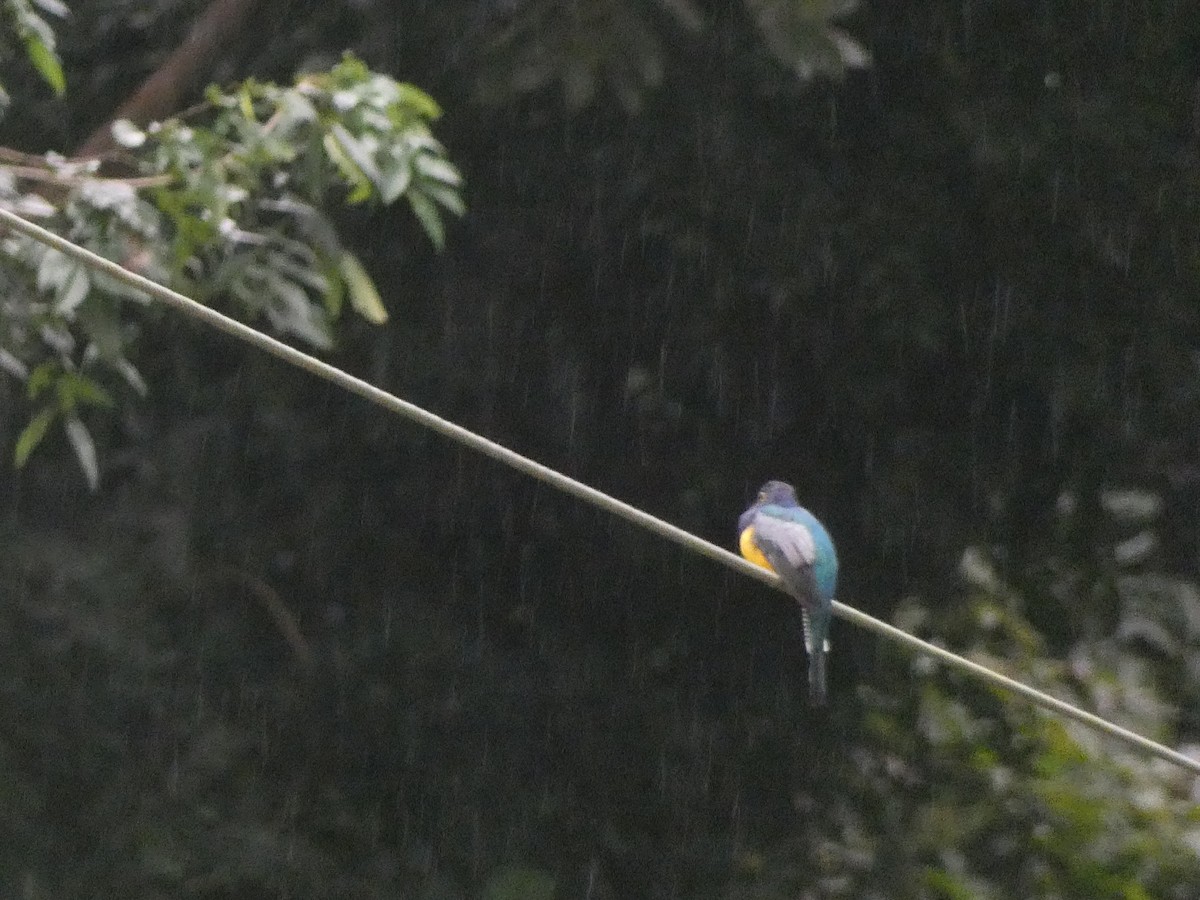 monokkeltrogon - ML643575639