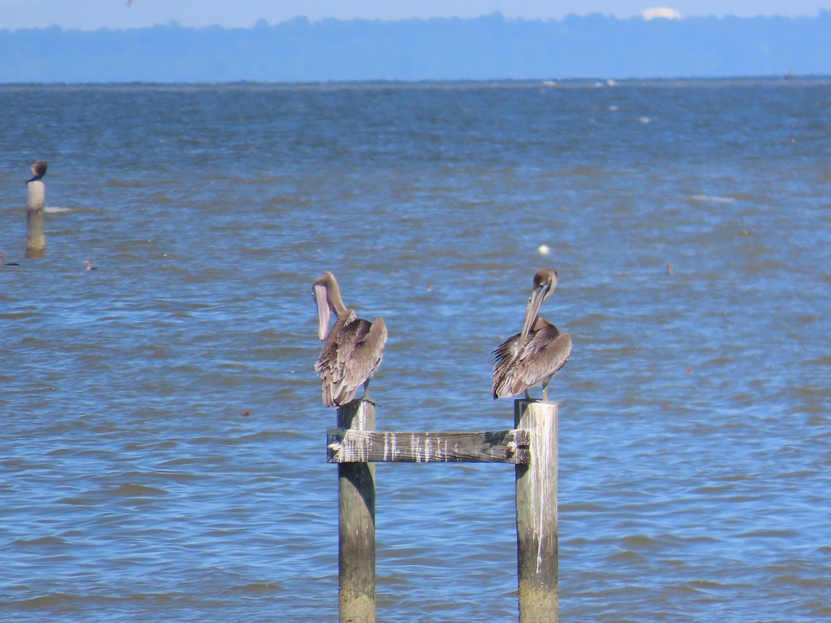 Brown Pelican - ML643575647