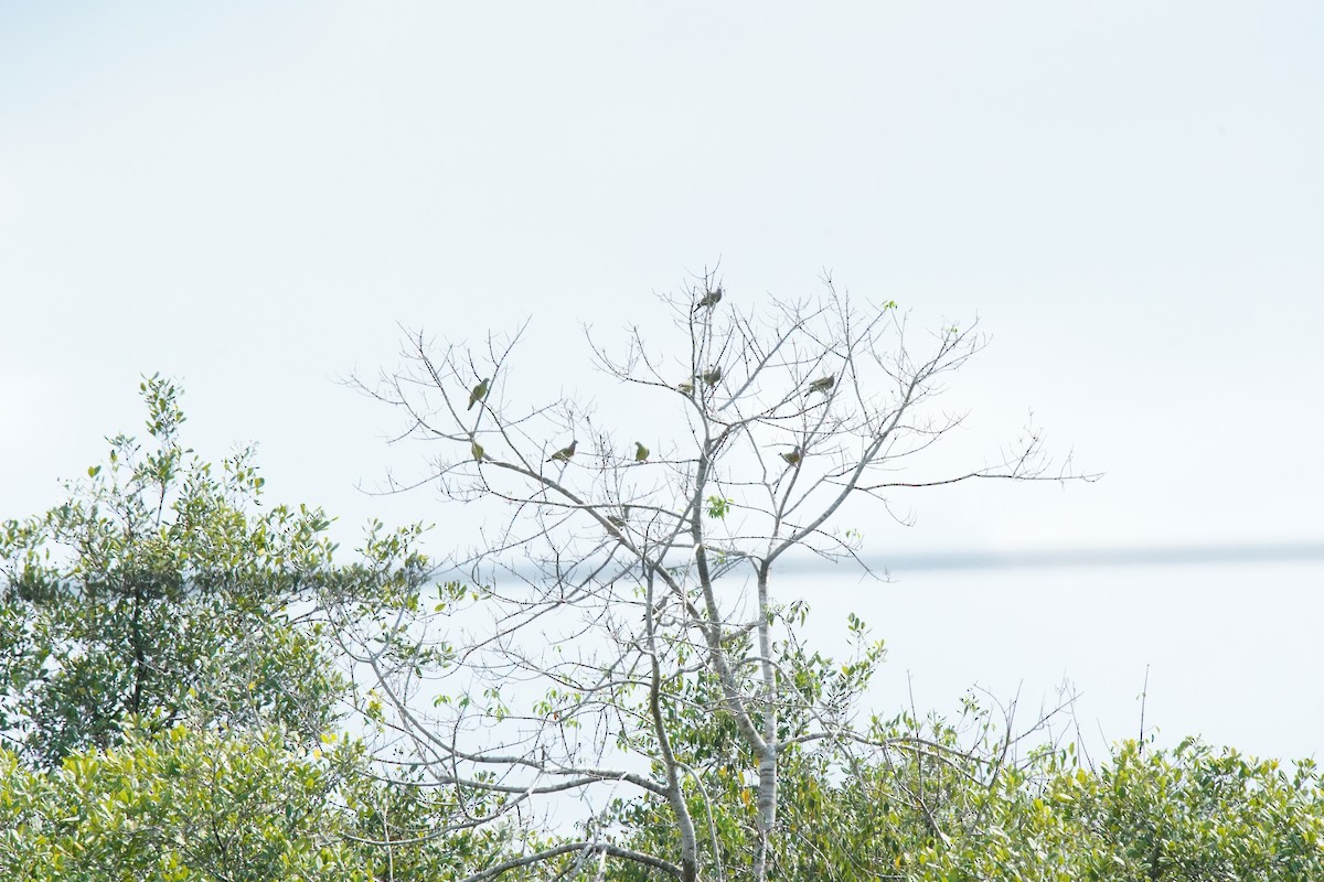 Pink-necked Green-Pigeon - ML643575666