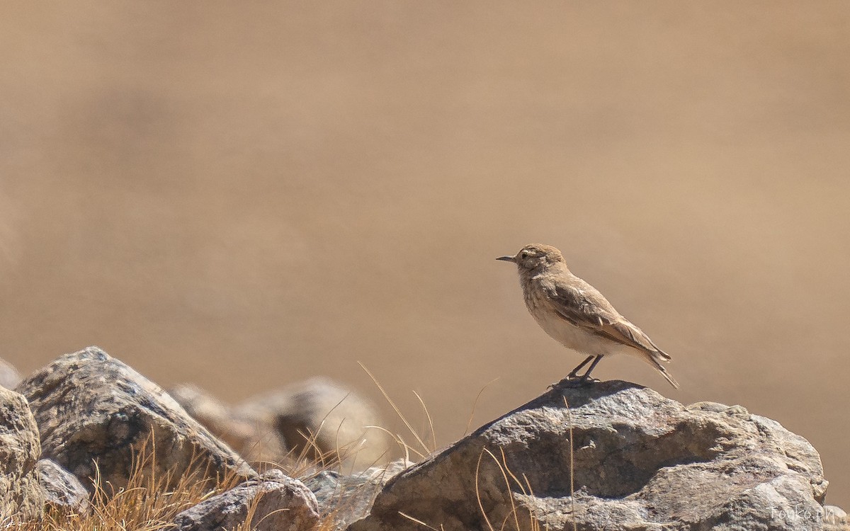 patagoniatunnelfugl - ML643575667