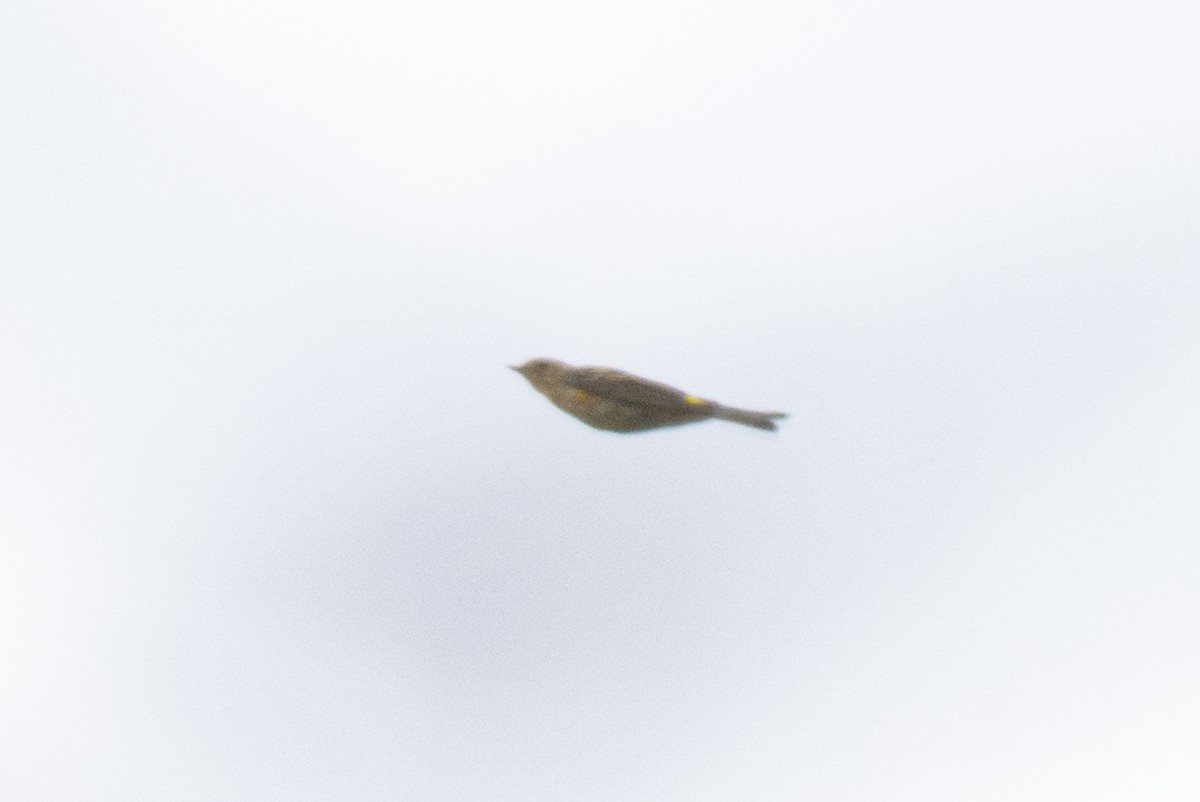 Yellow-rumped Warbler - ML643575668