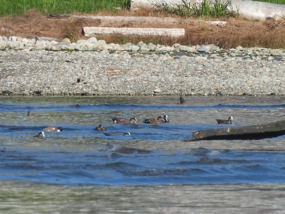 Canard d'Amérique - ML643575672