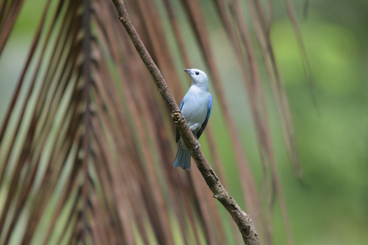 Blue-gray Tanager - ML643575673