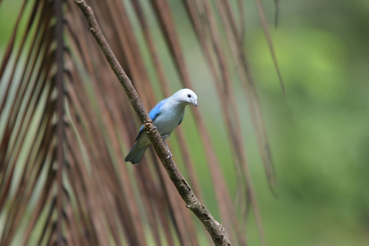 Blue-gray Tanager - ML643575674