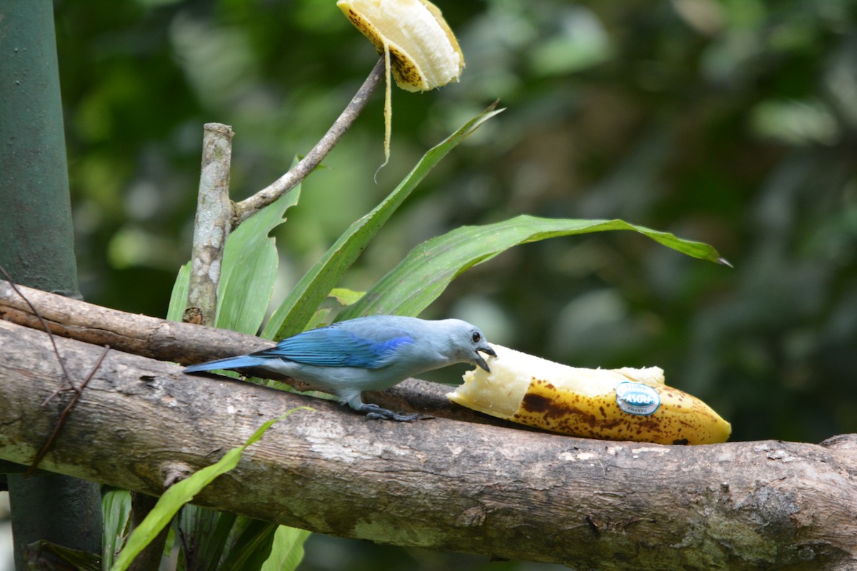 Blue-gray Tanager - ML643575677