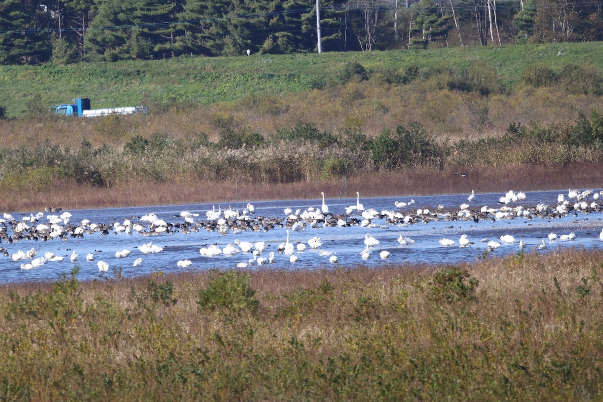 Taiga/Tundra Bean-Goose - ML643575679