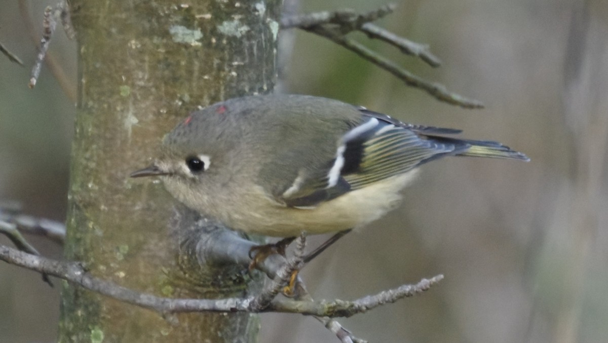 Ruby-crowned Kinglet - ML643575681