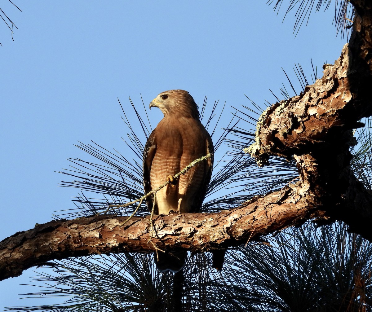 Red-shouldered Hawk - ML643575684
